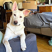 Caine joined the competition — help win amazing prizes! dog, white_dog, indoor, living_room, couch, blanket, box, floor, ear, paw, furniture, household_items, wood_floor, pet, canine, relaxed, curious, home, cozy, panda_trash_can