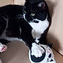cat, black_and_white, green_eyes, plush_toy, couch, indoor, paw, pet, feline, soft_toy, relaxed, close_up, whiskers, fur, playful, animal, domestic, resting, cute, cozy