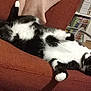 cat, tuxedo_cat, relaxed, lying_down, chair, furniture, indoor, pet, black_and_white, curious, cozy, home, shelf, books, floor, whiskers, paws, fur, eyes, resting