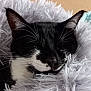 cat, black_and_white, sleeping, whiskers, close_up, fluffy_blanket, cozy, pet, animal, fur, relaxed, indoor, cute, face, resting, soft_texture, domestic_cat, mammal, peaceful, comfort