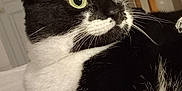 Hanae a rejoint le concours — aidez-le/la à gagner de superbes lots ! cat, tuxedo_cat, black_and_white, indoor, toy_mouse, pet, animal, curious, wide_eyes, whiskers, close_up, feline, cute, domestic_cat, fur, bed, table, cozy, playful, resting