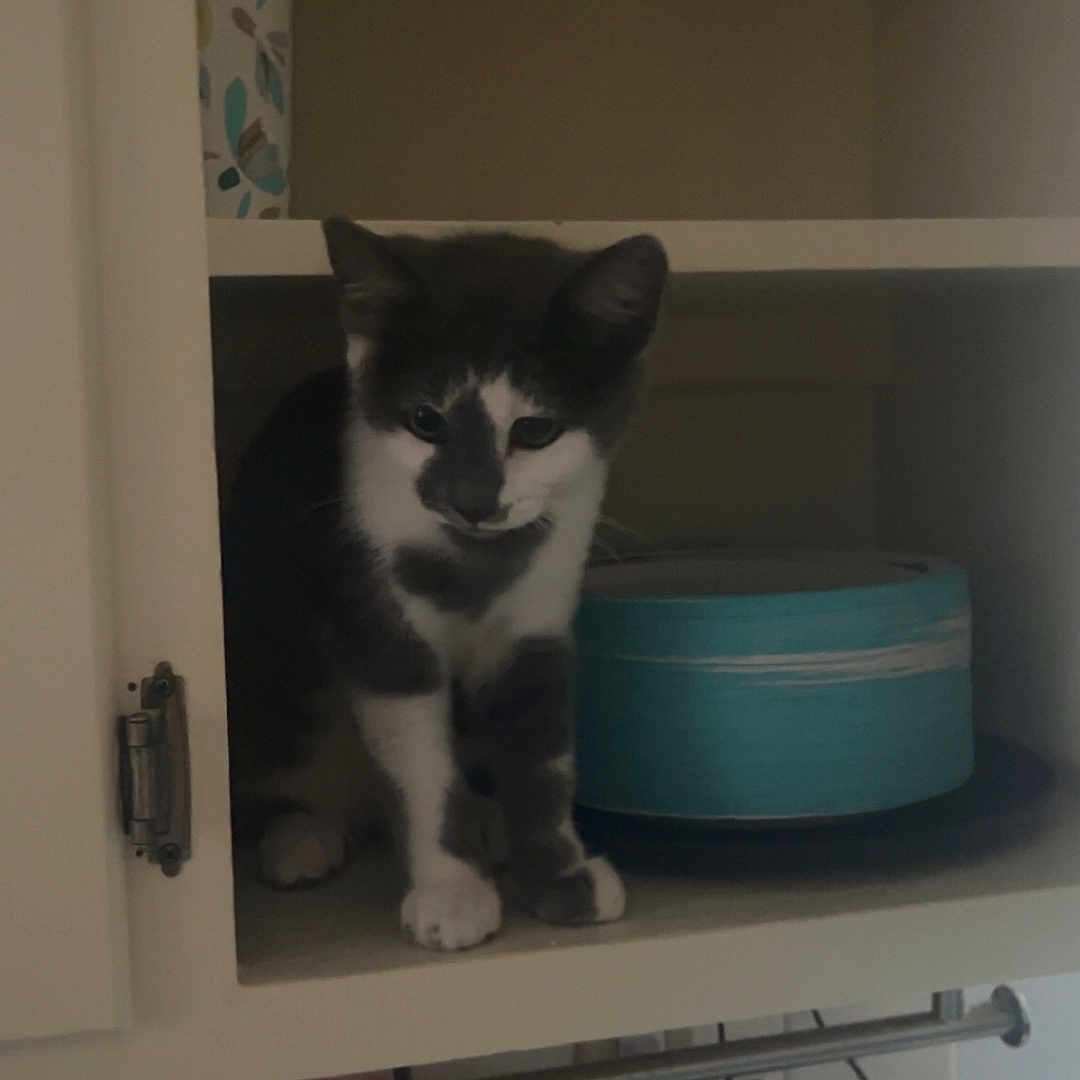 Stormi is registered to the contest to win money with this photo: abyssinian, animal, appliance, bookcase, cabinet, canine, cat, closet, cupboard, desk, dog, drawer, furniture, husky, indoors, kitten, manx, pet, shelf, table