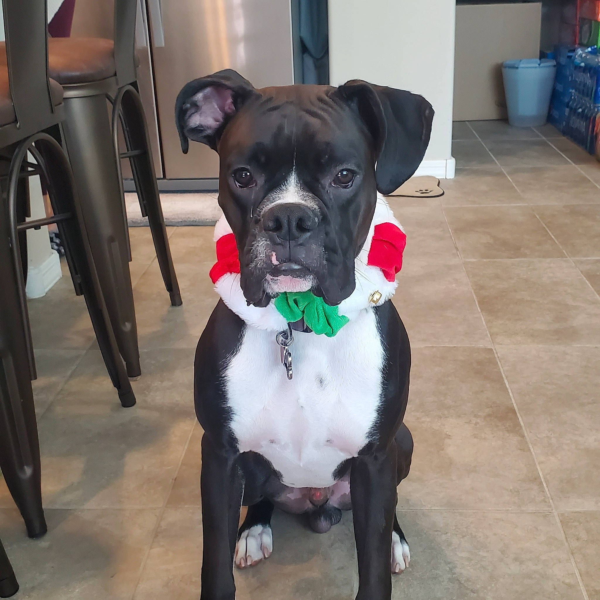 Groot is registered to the contest to win money with this photo: canidae, carnivore, collar, companion_dog, dog, dog_breed, dog_clothes, dog_collar, dog_supply, fashion_accessory, fawn, flooring, fur, leash, non_sporting_group, pet_supply, snout, sporting_group, toy_dog, working_animal