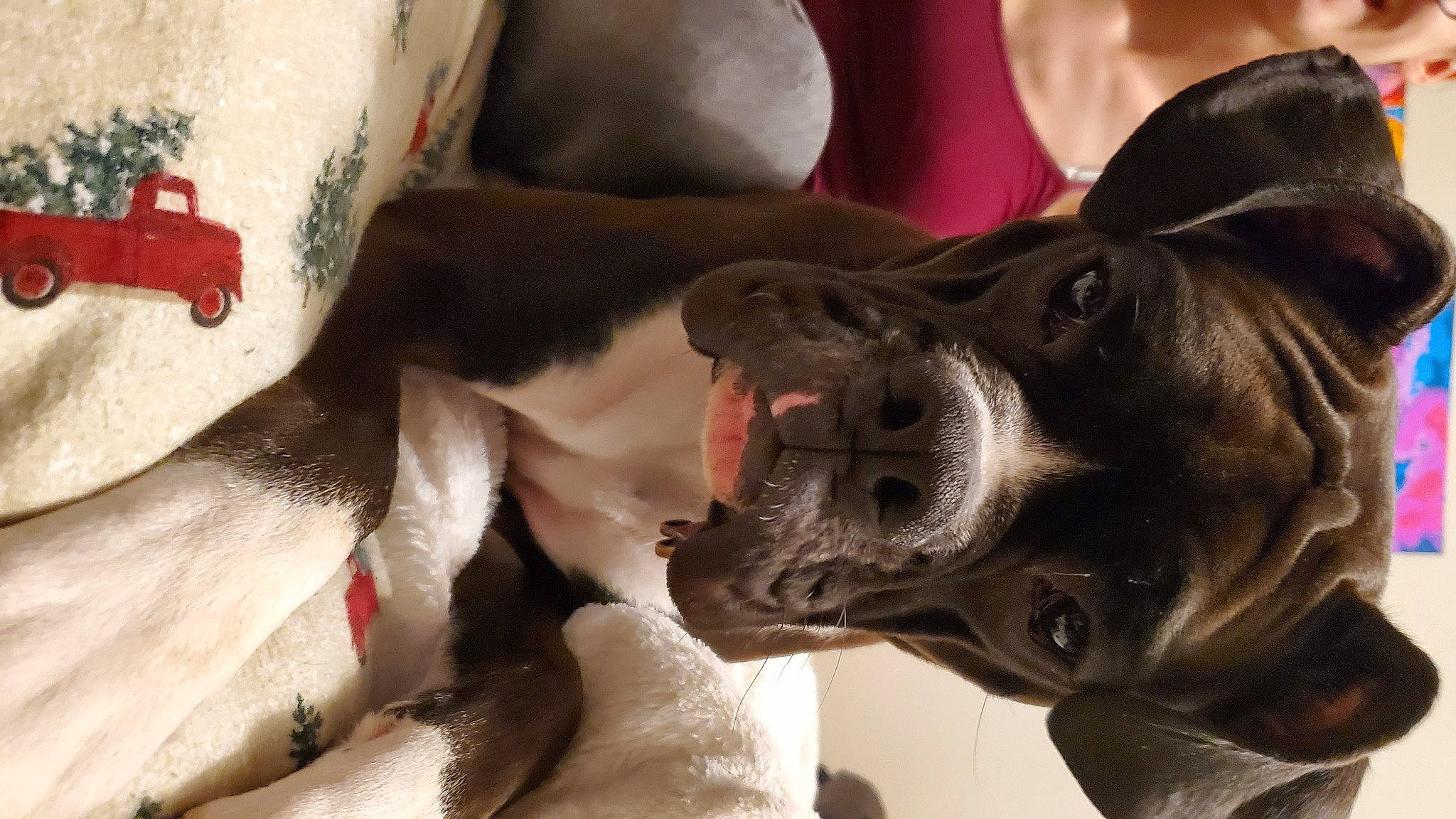 Groot joined the competition — help win amazing prizes! canidae, carnivore, collar, companion_dog, dog, dog_breed, dog_collar, ear, fawn, fur, gesture, giant_dog_breed, guard_dog, jaw, leash, liver, snout, sporting_group, whiskers, working_animal