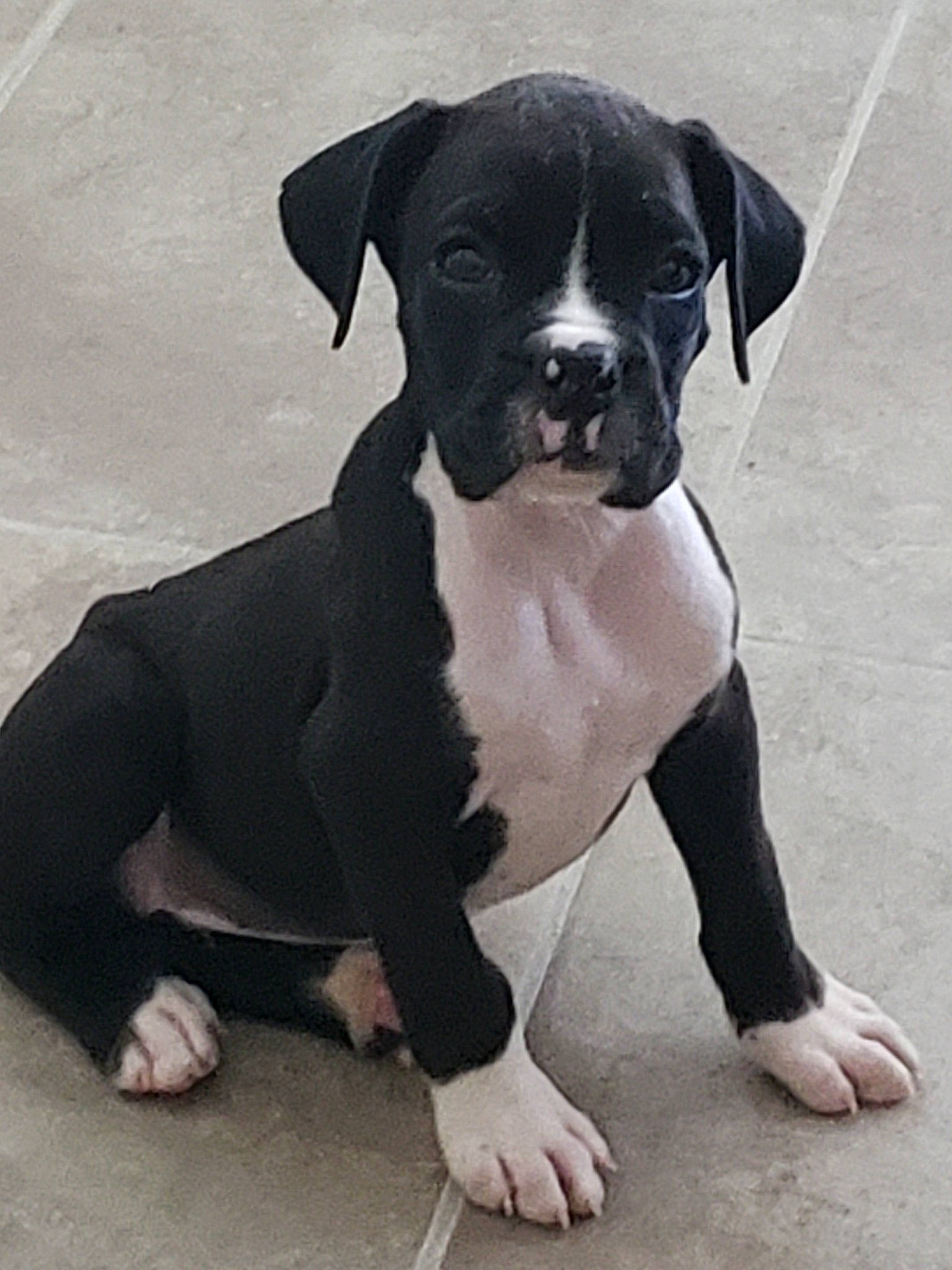 Groot joined the competition — help win amazing prizes! canidae, carnivore, collar, companion_dog, dog, dog_breed, dog_collar, eye, fawn, leg, molosser, non_sporting_group, pet_supply, snout, sporting_group, terrestrial_animal, thigh, toy_dog, working_animal, working_dog