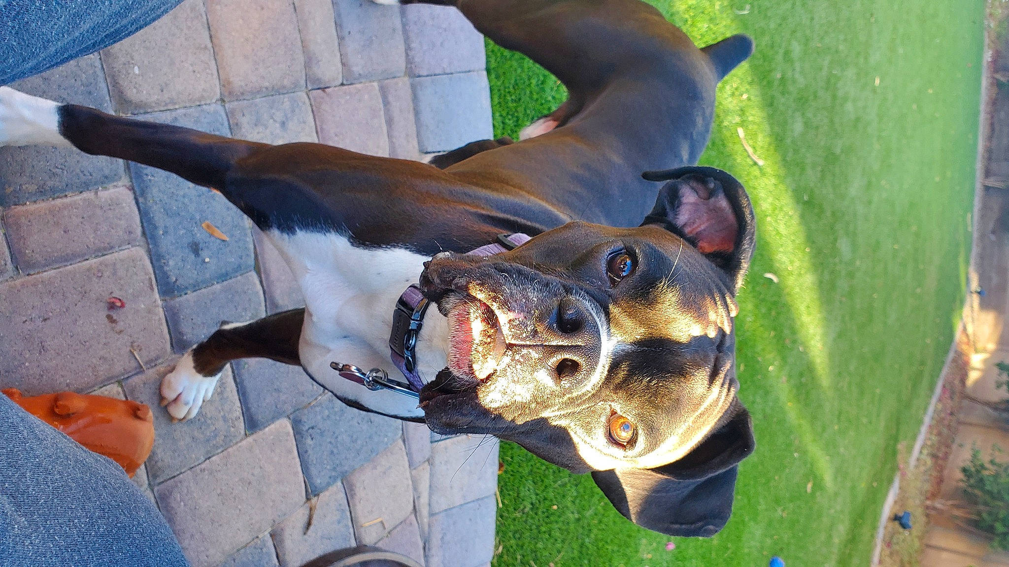 Groot joined the competition — help win amazing prizes! canidae, carnivore, collar, companion_dog, dog, dog_breed, dog_collar, eyewear, fashion_accessory, fawn, grass, guard_dog, leash, pet_supply, snout, sporting_group, sunglasses, terrestrial_animal, whiskers, working_animal