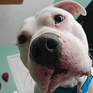 Azul is registered to the contest to win money with this photo: animal, background, canine, ceiling_fan, close_up, collar, curious, dog, domestic_animal, ears, face, household, indoor, looking_down, nose, pet, room, wall, whiskers, white_dog