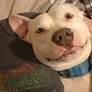 Azul is registered to the contest to win money with this photo: dog, white_dog, collar, bed, blanket, fabric, lying_down, pet, animal, close_up, indoor, cute, face, canine, resting, cozy, soft_lighting, curious, domestic_animal, companion