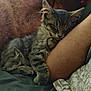 kitten, cat, sleeping, fur, pet, cozy, arm, human, resting, indoor, cute, feline, snuggling, comfort, nap, closeup, animal, domestic, relaxed, soft
