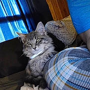 Neo Leonard Slabbert is registered to the contest to win money with this photo: cat, tabby_cat, fluffy_cat, pet, indoor, bed, blanket, pillow, person, blue_clothing, plaid, curtain, shadow, relaxing, domestic, feline, animal, cozy, resting, home