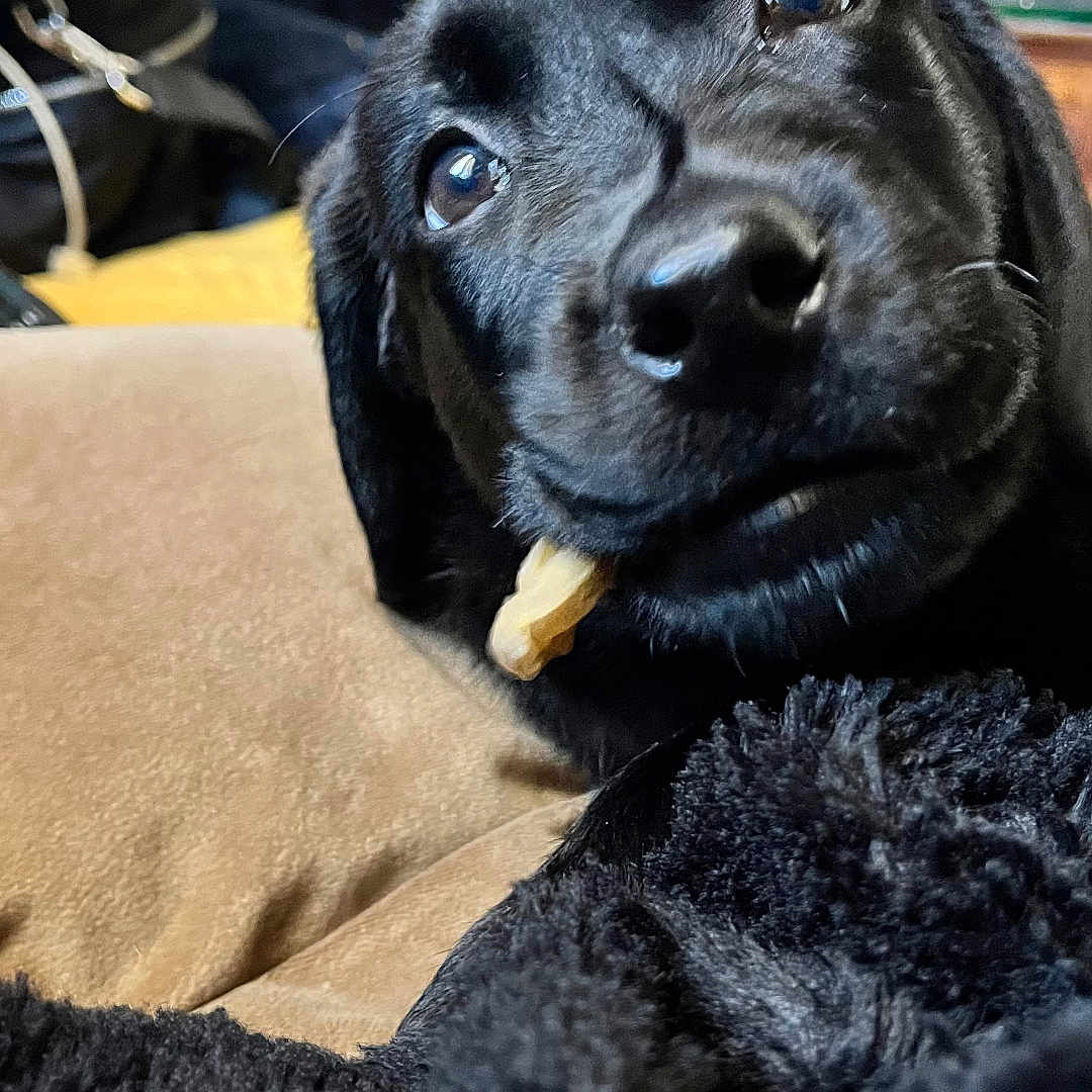 Ulysse participe au concours pour gagner de l'argent avec cette photo : animal, black_dog, blanket, canine, close_up, comfort, cozy, cute, dog, expression, face, fur, home, indoors, lying_down, pet, relaxed, snout, treat, whiskers