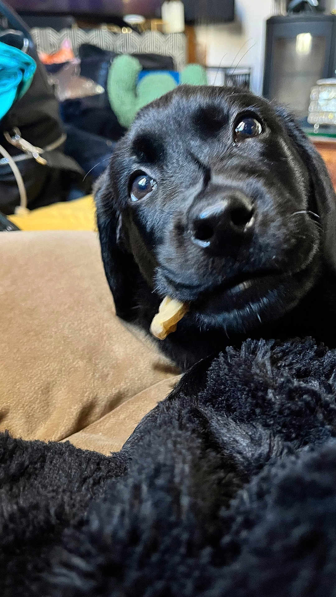 Ulysse participe au concours pour gagner de l'argent avec cette photo : dog, black_dog, pet, close_up, blanket, treat, indoors, cozy, fur, cute, animal, canine, face, expression, lying_down, comfort, snout, whiskers, home, relaxed