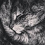 Simone participe au concours pour gagner de l'argent avec cette photo : animal, black_and_white, cat, close_up, cozy, curled_up, domestic_cat, face, fur, mammal, nose, peaceful, pet, quiet, relaxation, rest, sleeping, soft, texture, whiskers