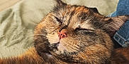 Simone participe au concours pour gagner de l'argent avec cette photo : animal, cat, closeup, comfort, companion, cozy, domestic, ears, feline, fur, indoor, nose, pet, relaxed, resting, sleeping, soft, texture, tortoiseshell, whiskers