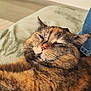 animal, cat, closeup, comfort, companion, cozy, domestic, ears, feline, fur, indoor, nose, pet, relaxed, resting, sleeping, soft, texture, tortoiseshell, whiskers