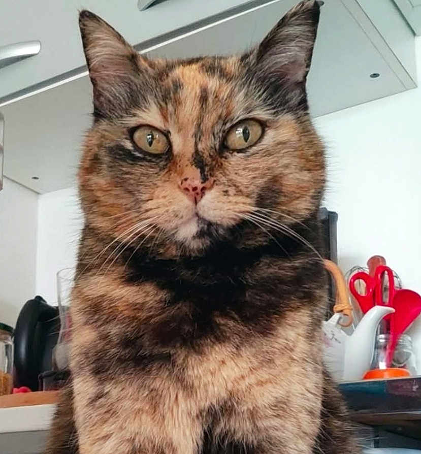 Simone participe au concours pour gagner de l'argent avec cette photo : animal, appliances, cat, close_up, countertop, curious, domestic, ears, eyes, face, feline, fur, household, indoor, kitchen, pet, portrait, tortoiseshell_cat, utensils, whiskers
