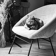 Simone participe au concours pour gagner de l'argent avec cette photo : animal, black_and_white, calm, cat, chair, contemporary, cozy, decor, furniture, home, indoor, modern, monochrome, pet, plant, quiet, relaxing, seated, vase, wooden_floor
