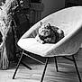 animal, black_and_white, calm, cat, chair, contemporary, cozy, decor, furniture, home, indoor, modern, monochrome, pet, plant, quiet, relaxing, seated, vase, wooden_floor