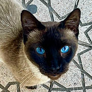 Kenitra a rejoint le concours — aidez-le/la à gagner de superbes lots ! animal, blue_eyes, cat, close_up, curious, cute, domestic_animal, face, feline, floor, fur, looking_up, mammal, outdoor, patterned_floor, pet, portrait, siamese_cat, tile, whiskers