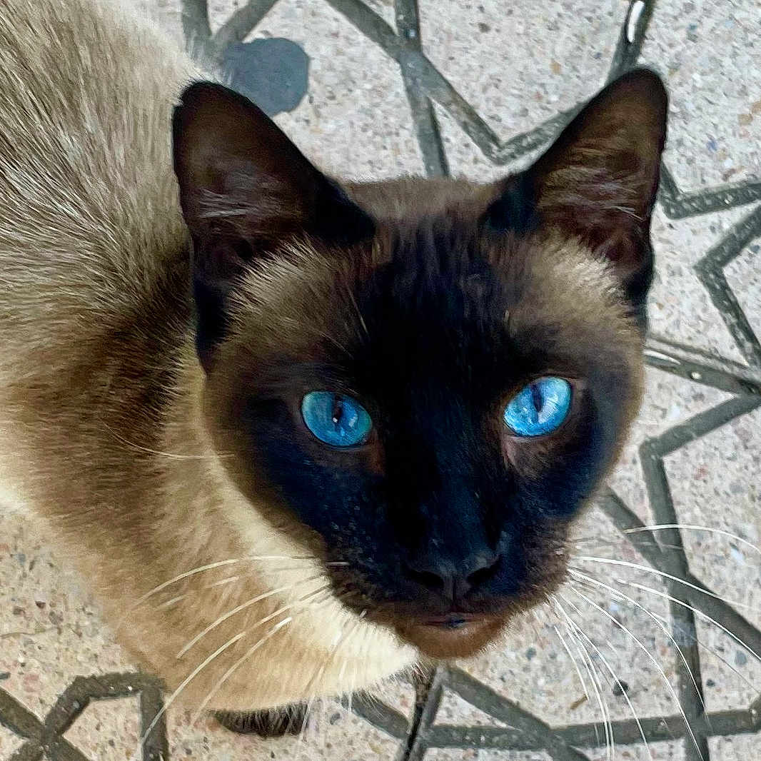 Kenitra a rejoint le concours — aidez-le/la à gagner de superbes lots ! animal, blue_eyes, cat, close_up, curious, cute, domestic_animal, face, feline, floor, fur, looking_up, mammal, outdoor, patterned_floor, pet, portrait, siamese_cat, tile, whiskers