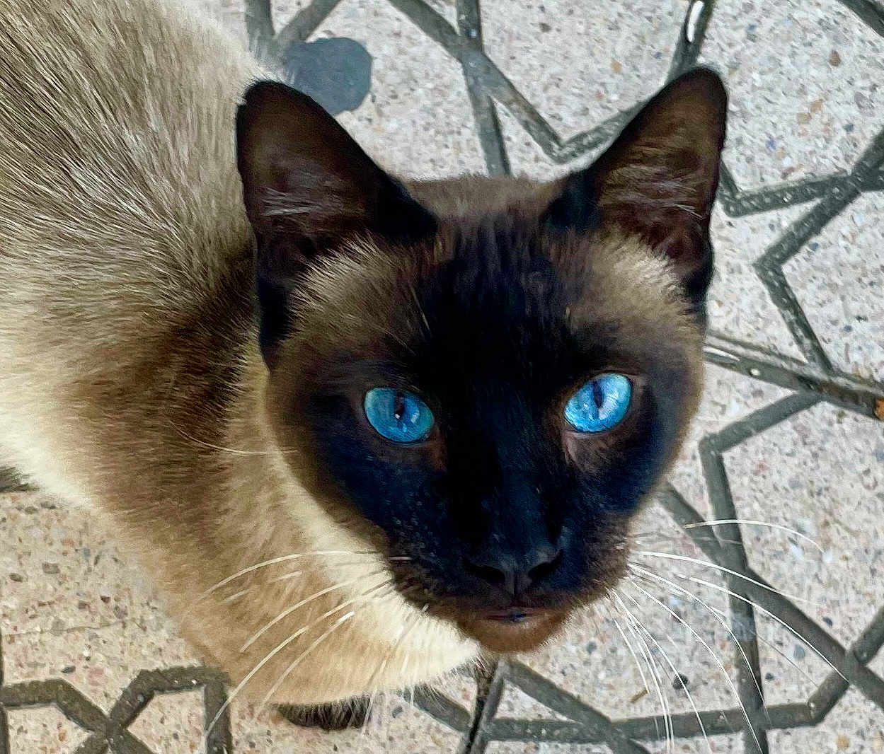 Kenitra a rejoint le concours — aidez-le/la à gagner de superbes lots ! animal, blue_eyes, cat, close_up, curious, cute, domestic_animal, face, feline, floor, fur, looking_up, mammal, outdoor, patterned_floor, pet, portrait, siamese_cat, tile, whiskers