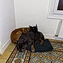 Guizmo a rejoint le concours — aidez-le/la à gagner de superbes lots ! animal, black_dog, blanket, brown_dog, companion, corner, cozy, dog, floor, indoor, patterned_tiles, pet, quiet, radiator, relaxed, resting, snuggling, tiled_floor, two_dogs, window