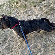 Guizmo a rejoint le concours — aidez-le/la à gagner de superbes lots ! alert, animal, black, brown, canine, collar, daylight, dog, fur, grass, leash, nature, outdoor, pet, sand, side_view, snout, summer, tail, walking