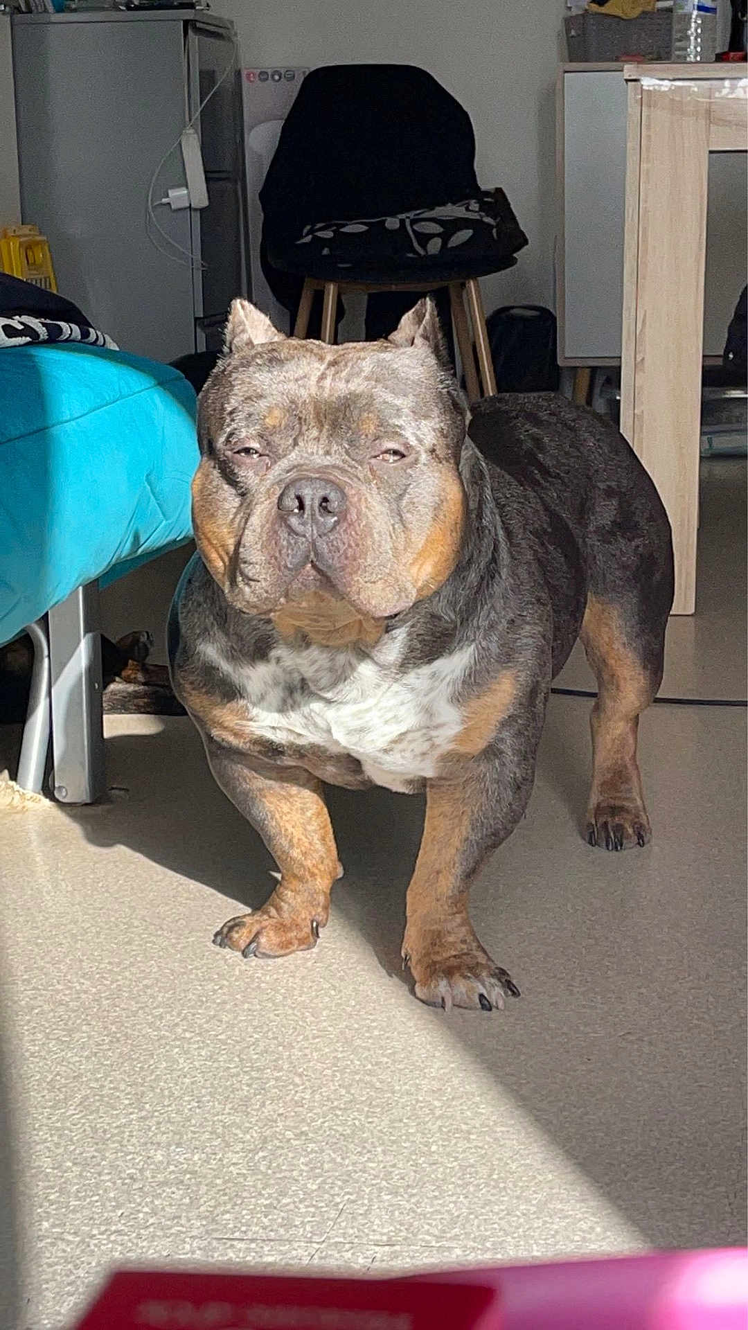 Guizmo a rejoint le concours — aidez-le/la à gagner de superbes lots ! dog, indoor, sunlight, floor, chair, table, pet, animal, furniture, shadow, short_hair, brown, black, white, stocky, ears, paws, snout, expression, home