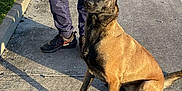 Aïska participe au concours pour gagner de l'argent avec cette photo : dog, belgian_malinois, sitting, person, sportswear, bottle, outdoor, concrete, parking_lot, shadow, sunlight, pavement, casual, standing, human_hand, footwear, jacket, pants, curb, greenery