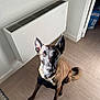 Aïska a rejoint le concours — aidez-le/la à gagner de superbes lots ! dog, canine, pet, indoor, floor, tile_floor, heater, brown_fur, black_fur, ears_up, sitting, looking_up, curious, domestic_animal, natural_light, home_interior, rug, wall, tail, quiet