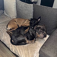 Aïska participe au concours pour gagner de l'argent avec cette photo : dog, couch, blanket, snuggling, pet, indoor, cozy, brown_dog, black_dog, fur, resting, relaxed, home, floor, pillows, furniture, companion, cute, animal, canine