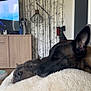 Aïska a rejoint le concours — aidez-le/la à gagner de superbes lots ! dog, sleeping, cozy, blanket, living_room, furniture, interior, wallpaper, modern, decor, pet, companionship, relaxation, domestic, canine, resting, cute, animal, closeup, comfort