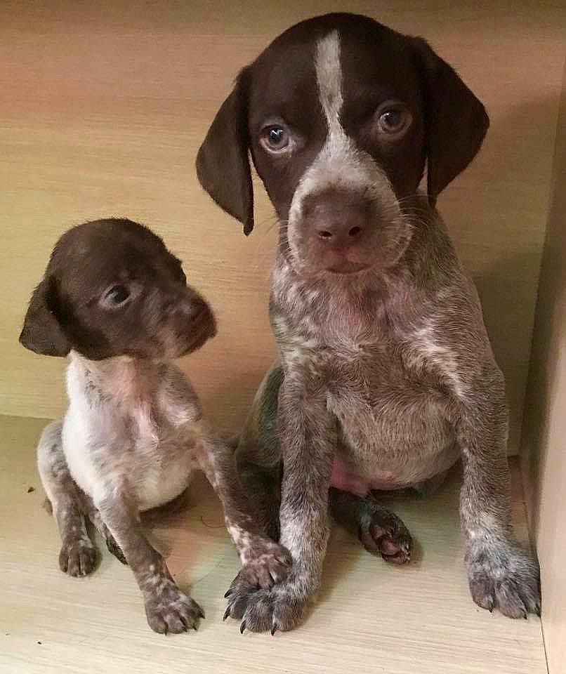 Hank is registered to the contest to win money with this photo: blue_lacy, brown, canidae, carnivore, companion_dog, dog, dog_breed, fawn, grey, gun_dog, liver, pet_supply, pointing_breed, puppy, skin, snout, sporting_group, vertebrate, working_animal, working_dog