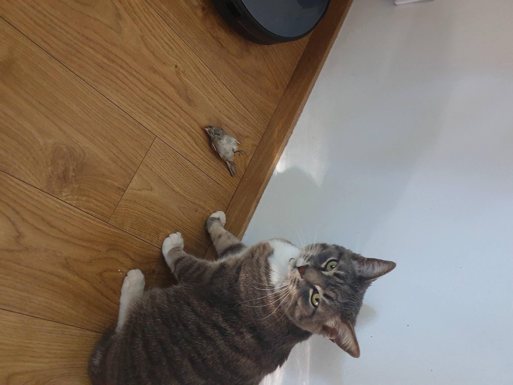 Prada participe au concours pour gagner de l'argent avec cette photo : aegean_cat, carnivore, cat, domestic_short_haired_cat, dragon_li, european_shorthair, fawn, felidae, floor, flooring, fur, hardwood, mammal, ocicat, polydactyl_cat, small_to_medium_sized_cats, tabby_cat, tail, whiskers, wood