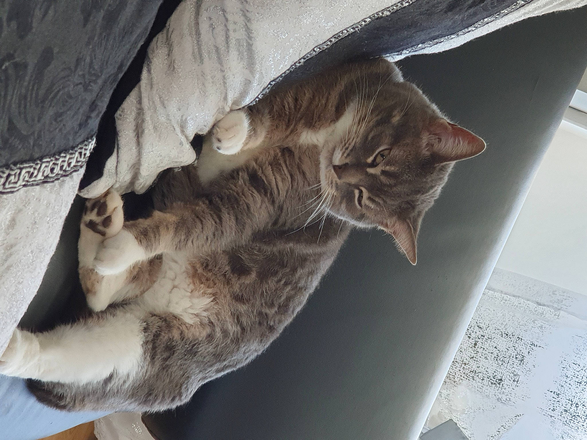 Prada participe au concours pour gagner de l'argent avec cette photo : asian, carnivore, cat, domestic_short_haired_cat, dragon_li, european_shorthair, felidae, fur, kitten, norwegian_forest_cat, ocicat, pixie_bob, polydactyl_cat, skin, small_to_medium_sized_cats, tabby_cat, tail, whiskers