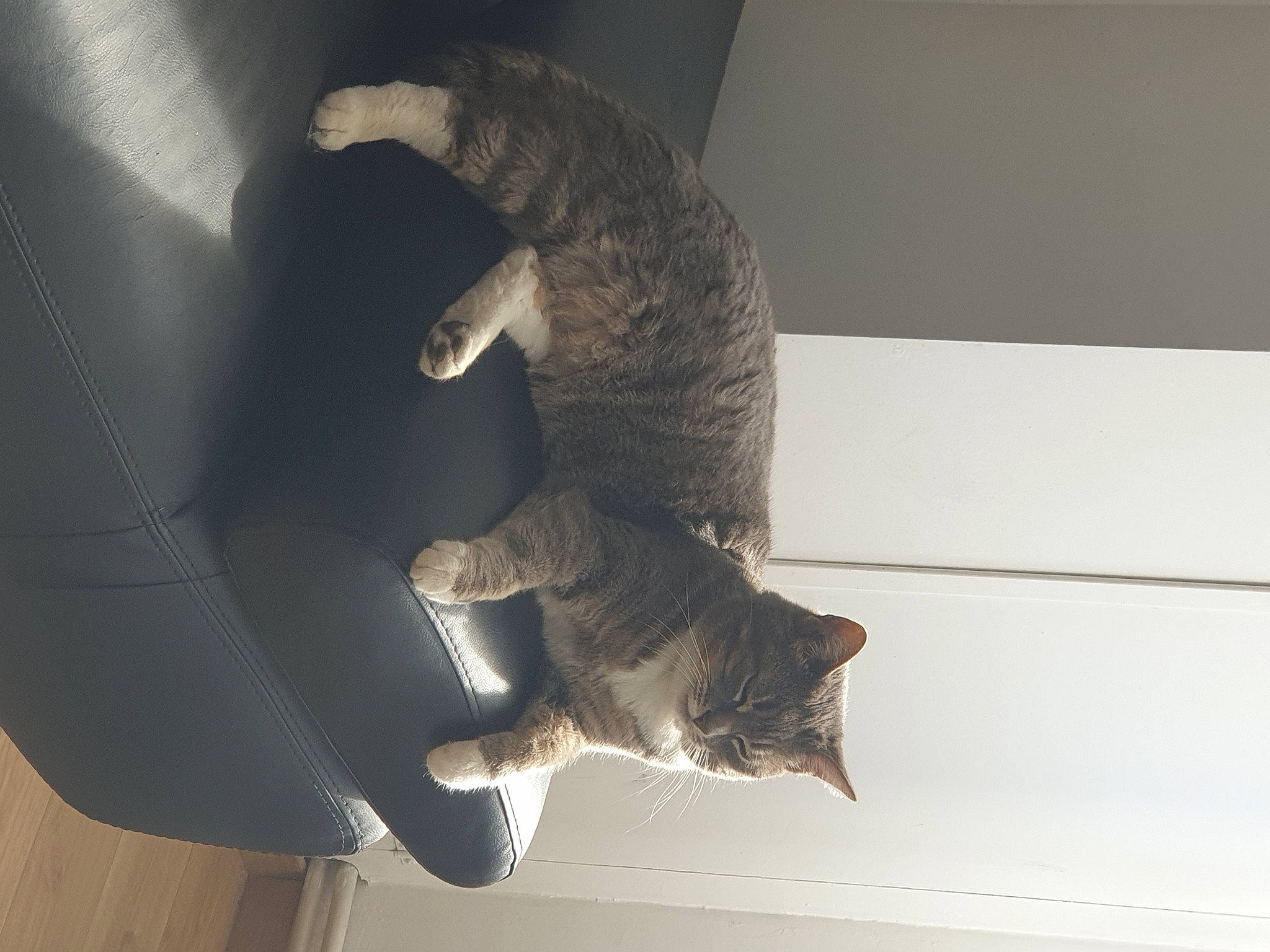 Prada a rejoint le concours — aidez-le/la à gagner de superbes lots ! carnivore, cat, claw, domestic_short_haired_cat, felidae, fur, small_to_medium_sized_cats, tail, whiskers