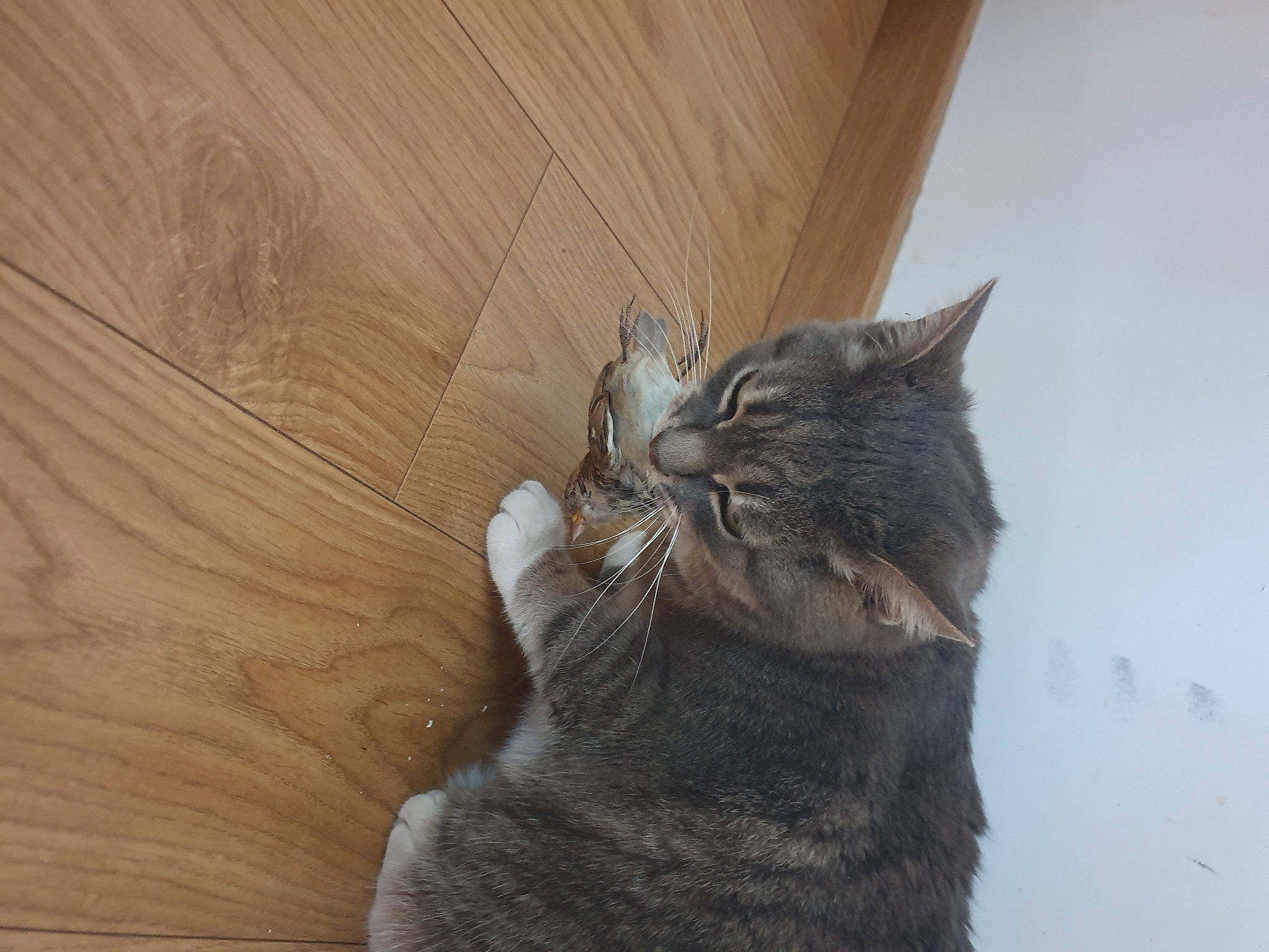 Prada a rejoint le concours — aidez-le/la à gagner de superbes lots ! asian, british_semi_longhair, carnivore, cat, domestic_short_haired_cat, dragon_li, european_shorthair, felidae, fur, nebelung, norwegian_forest_cat, pixie_bob, small_to_medium_sized_cats, snout, tabby_cat, whiskers, wood