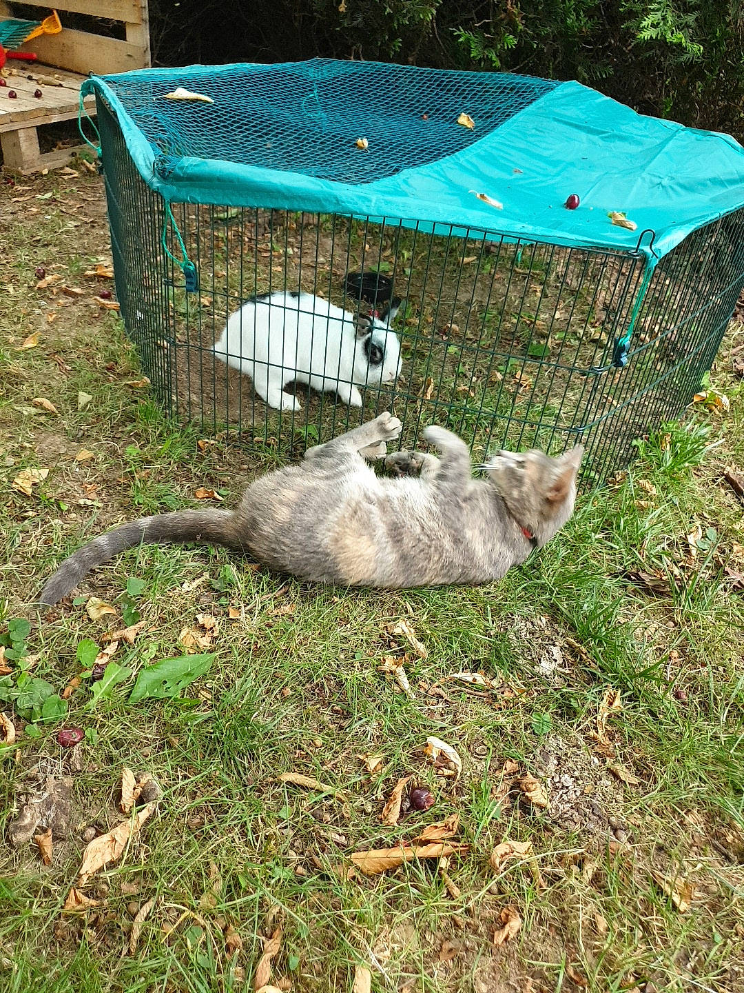 Tayra participe au concours pour gagner de l'argent avec cette photo : cage, domestic_rabbit, gerbil, grass, marsupial