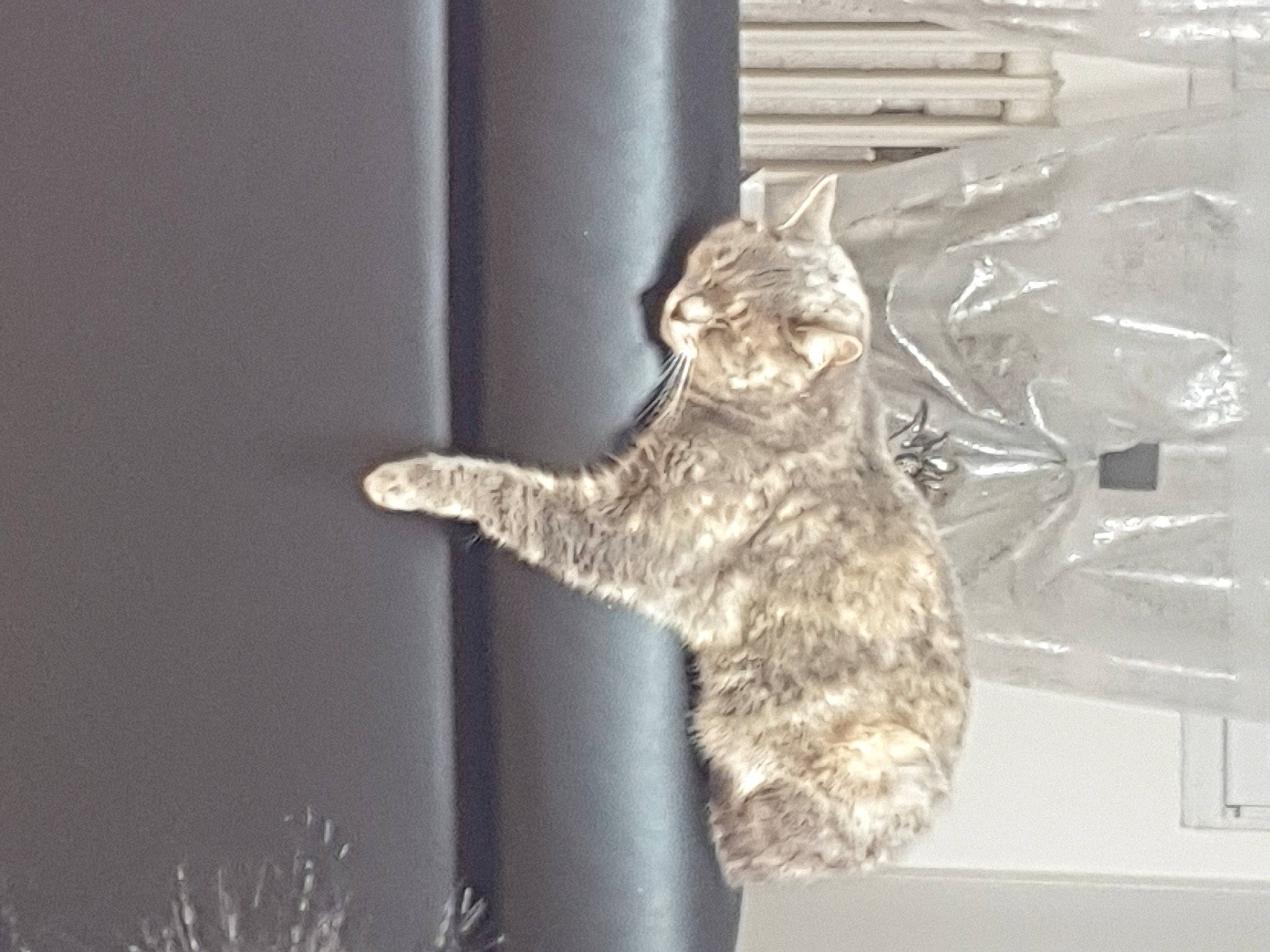 Tayra a rejoint le concours — aidez-le/la à gagner de superbes lots ! british_shorthair, carnivore, cat, felidae, fur, silver, small_to_medium_sized_cats, tabby_cat, tail, whiskers