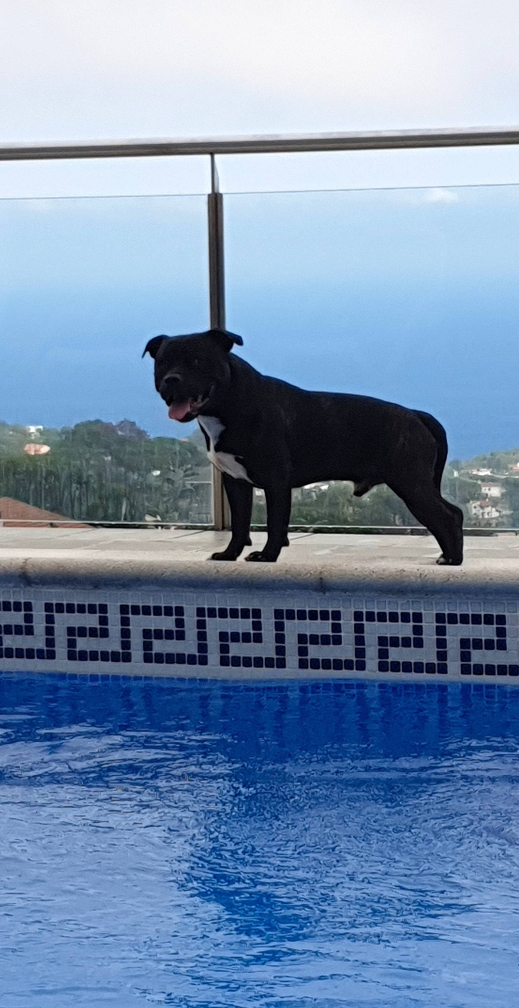 Blacko participe au concours pour gagner de l'argent avec cette photo : american_pit_bull_terrier, american_staffordshire_terrier, cane_corso, canidae, carnivore, companion_dog, dock_jumping, dog, dog_breed, fawn, mammal, perro_de_presa_mallorquin, sporting_group, staffordshire_bull_terrier, tail, vertebrate