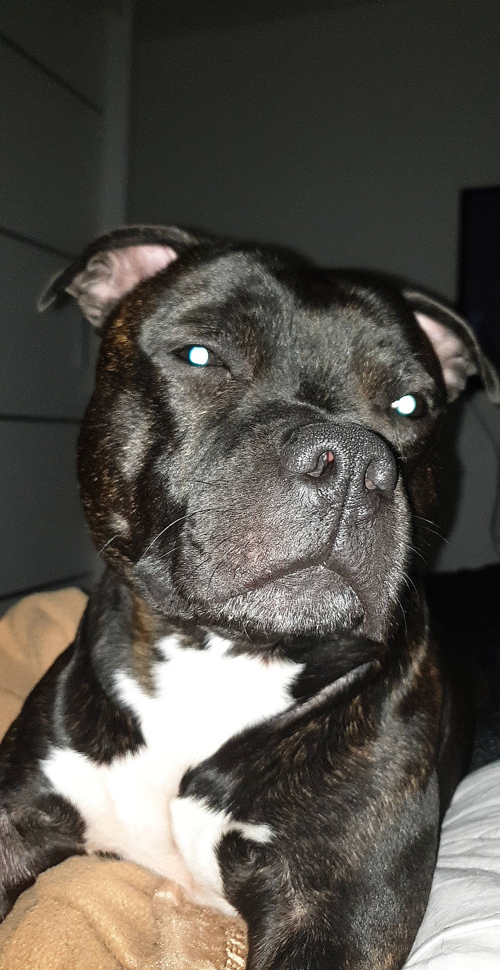 Blacko a rejoint le concours — aidez-le/la à gagner de superbes lots ! american_pit_bull_terrier, american_staffordshire_terrier, bandog, canidae, carnivore, companion_dog, dog, dog_breed, fawn, mammal, molosser, non_sporting_group, nose, pit_bull, rare_breed_dog, snout, sporting_group, staffordshire_bull_terrier, valley_bulldog, vertebrate