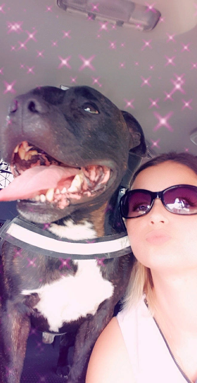 Blacko a rejoint le concours — aidez-le/la à gagner de superbes lots ! american_pit_bull_terrier, american_staffordshire_terrier, bandog, canidae, carnivore, dog, dog_breed, fawn, non_sporting_group, nose, photography, pit_bull, puppy, puppy_love, selfie, snout, staffordshire_bull_terrier, valley_bulldog