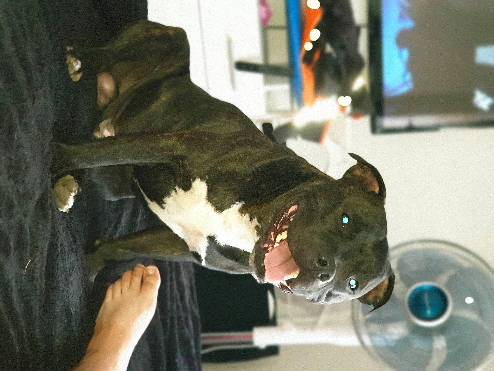 Blacko participe au concours pour gagner de l'argent avec cette photo : american_pit_bull_terrier, american_staffordshire_terrier, canidae, carnivore, dog_breed, non_sporting_group, staffordshire_bull_terrier