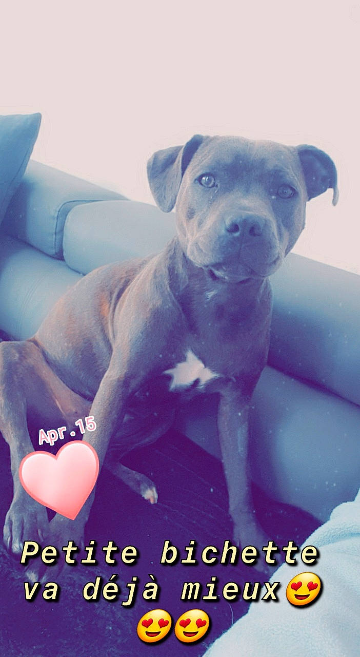 Ruby a rejoint le concours — aidez-le/la à gagner de superbes lots ! canidae, carnivore, comfort, companion_dog, dog, dog_breed, electric_blue, fawn, font, happy, internet_meme, non_sporting_group, photo_caption, poster, snout, sporting_group, working_animal