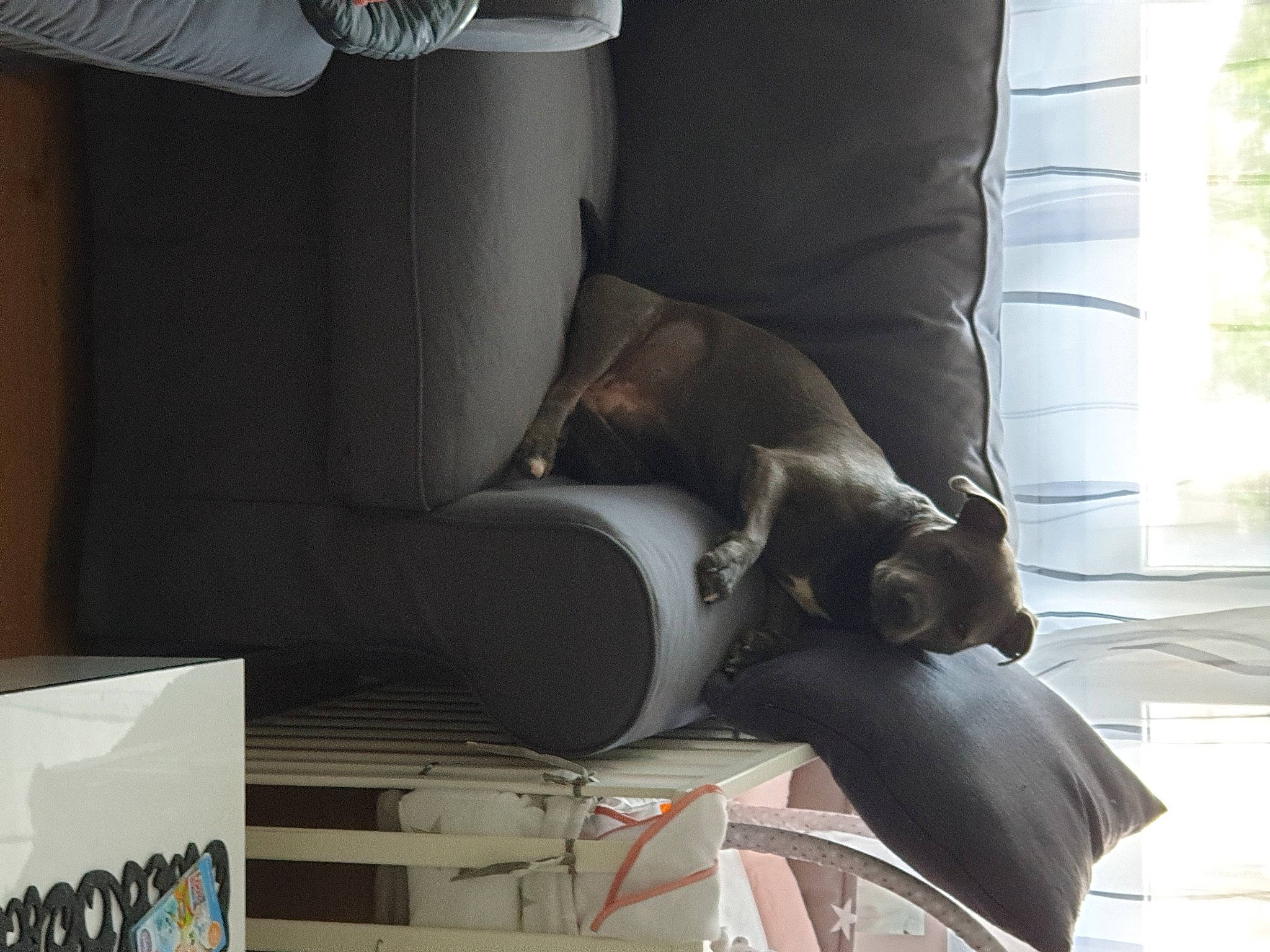 Ruby participe au concours pour gagner de l'argent avec cette photo : auto_part, automotive_design, carmine, chair, comfort, couch, curtain, elbow, font, human_leg, interior_design, knee, machine, room, sitting, suit, thigh, waist, window, wood