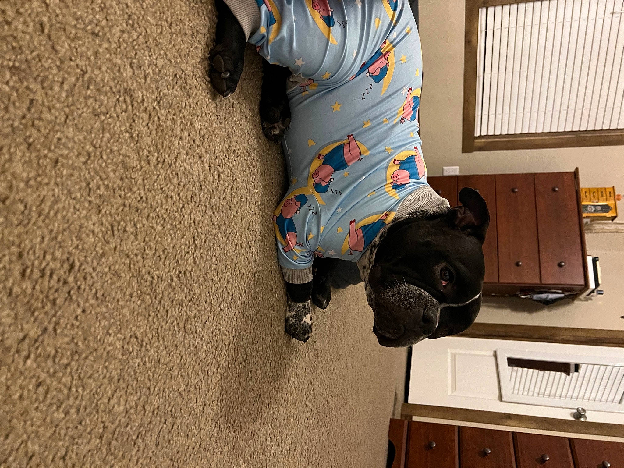 Bumble is registered to the contest to win money with this photo: audio_equipment, automotive_tire, boot, denim, electronic_instrument, floor, flooring, foot, hardwood, home_appliance, human_leg, knee, machine, office_equipment, personal_protective_equipment, radio, sportswear, thigh, tire, wood