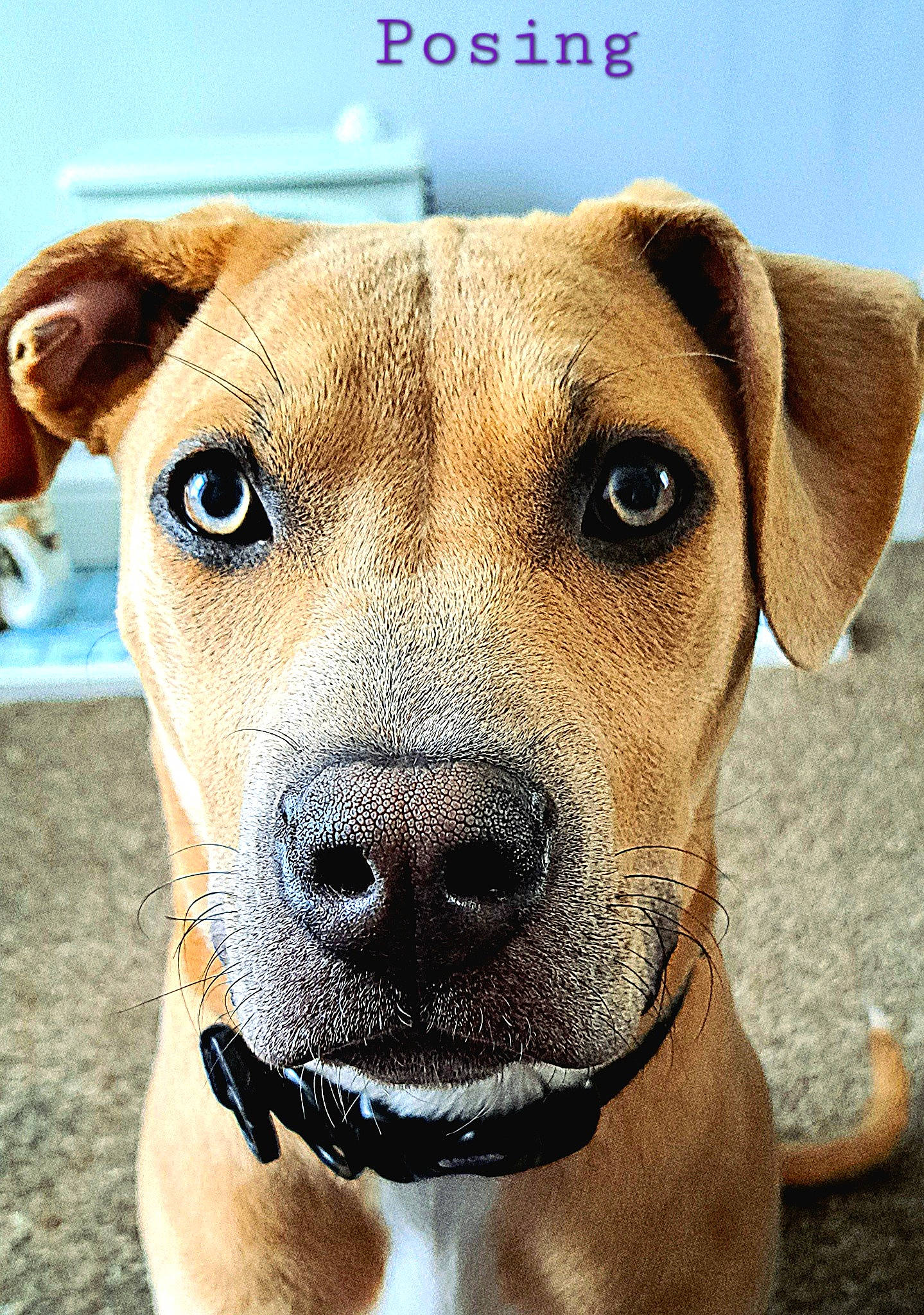 Cleo joined the competition — help win amazing prizes! canidae, carnivore, collar, companion_dog, dog, dog_breed, dog_collar, eye, fawn, fur, hunting_dog, pet_supply, photography, snout, sporting_group, terrestrial_animal, whiskers, working_animal, working_dog