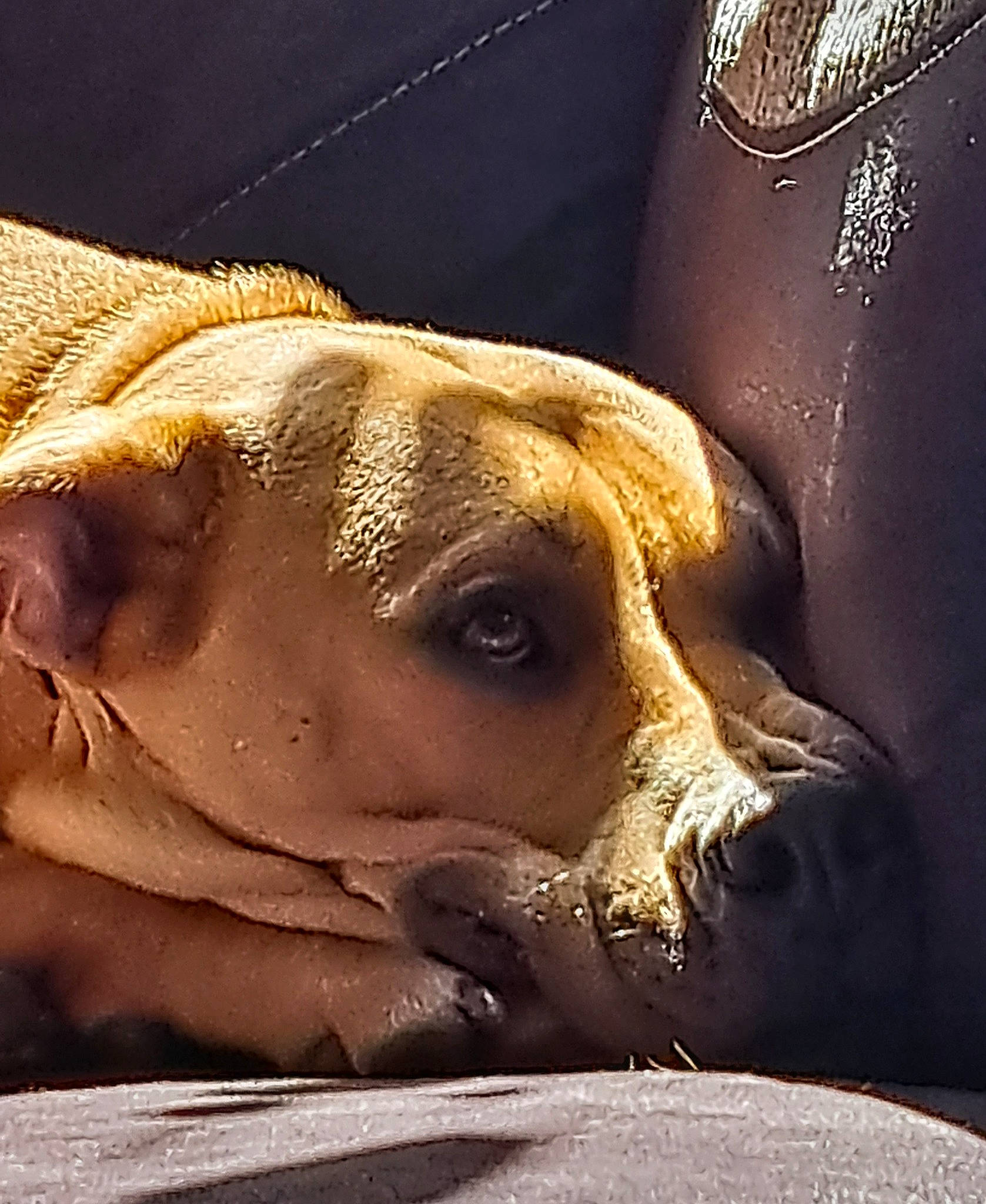 Cleo joined the competition — help win amazing prizes! canidae, carnivore, comfort, companion_dog, dog, dog_breed, fawn, fur, guard_dog, metal, nap, non_sporting_group, paw, snout, sporting_group, street_dog, terrestrial_animal, whiskers, working_animal, wrinkle