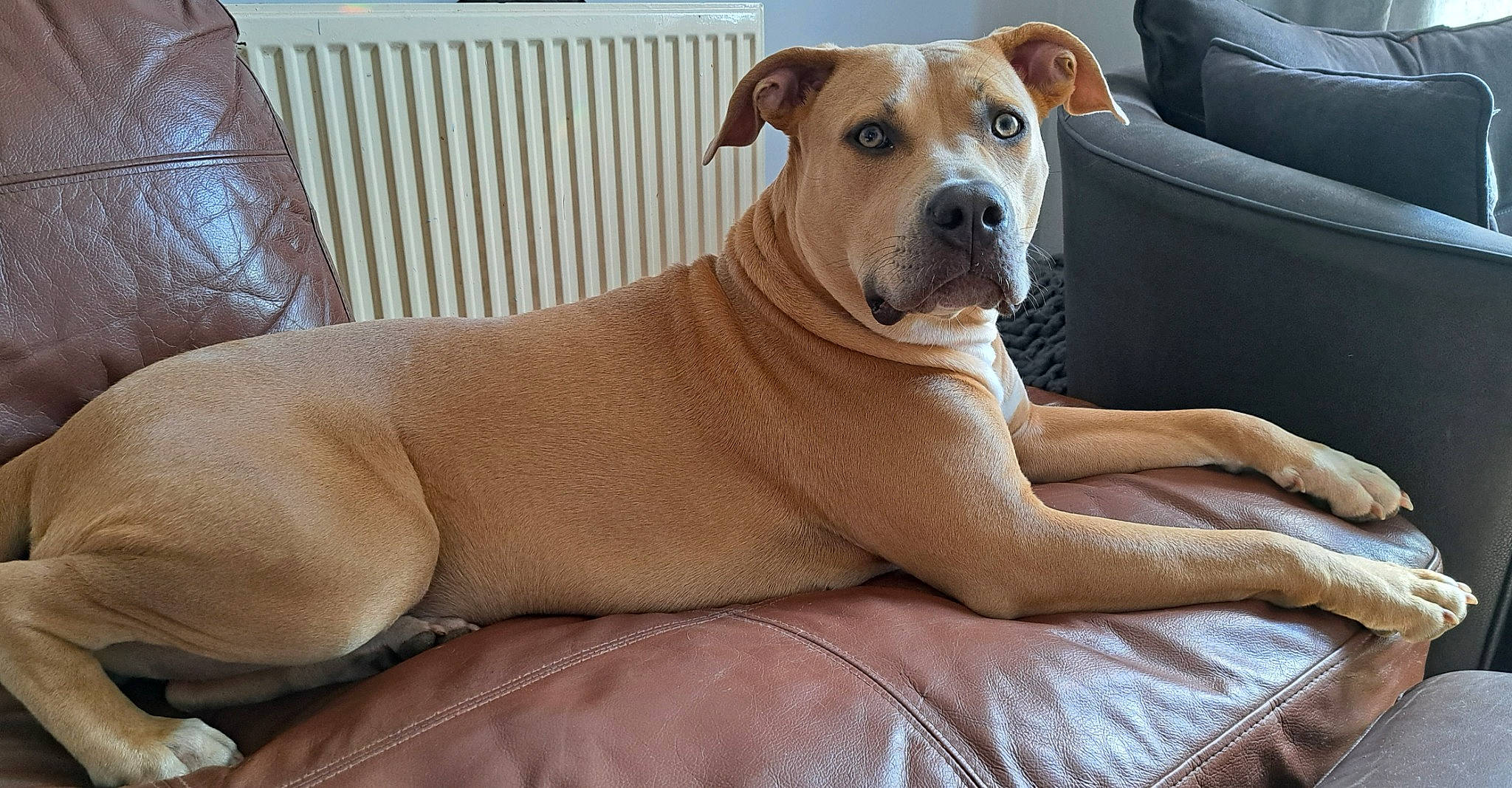 Cleo is registered to the contest to win money with this photo: canidae, carnivore, collar, comfort, companion_dog, dog, dog_breed, dog_collar, dog_supply, fawn, non_sporting_group, paw, pet_supply, snout, sporting_group, terrestrial_animal, whiskers, wood, working_animal, working_dog