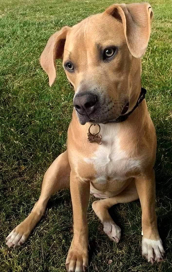 Cleo is registered to the contest to win money with this photo: ancient_dog_breeds, canidae, carnivore, collar, companion_dog, dog, dog_breed, dog_collar, fawn, grass, guard_dog, hunting_dog, liver, molosser, pet_supply, snout, sporting_group, whiskers, working_animal, working_dog